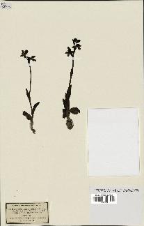 spécimen de Ophrys fusca