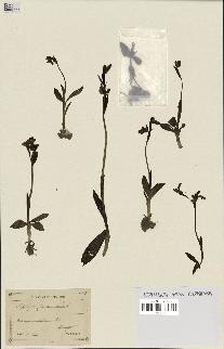 spécimen de Ophrys fusca
