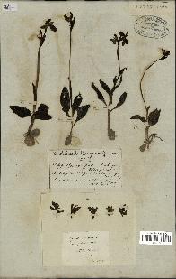 spécimen de Ophrys fusca
