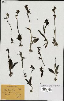 spécimen de Ophrys fusca