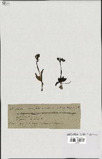 spécimen de Ophrys fusca