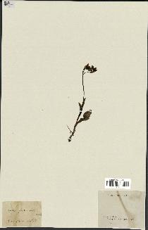 spécimen de Ophrys fusca
