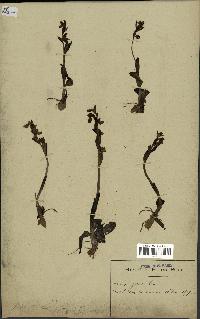 spécimen de Ophrys fusca