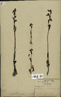 spécimen de Ophrys fusca