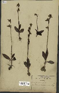 spécimen de Ophrys fusca