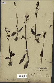 spécimen de Ophrys fusca
