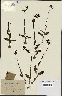 spécimen de Ophrys fusca