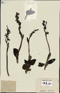spécimen de Ophrys fusca