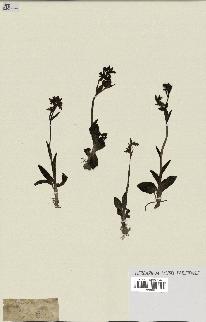 spécimen de Ophrys fusca