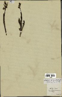 spécimen de Ophrys fusca
