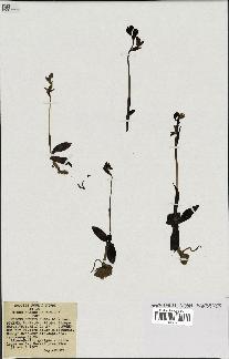 spécimen de Ophrys fusca