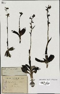 spécimen de Ophrys fusca