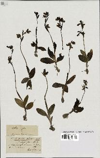 spécimen de Ophrys fusca