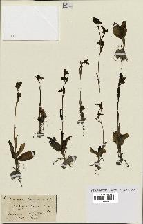 spécimen de Ophrys fusca