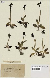 spécimen de Ophrys fusca