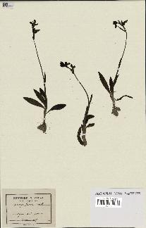 spécimen de Ophrys fusca