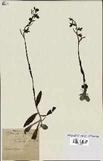 spécimen de Ophrys fusca