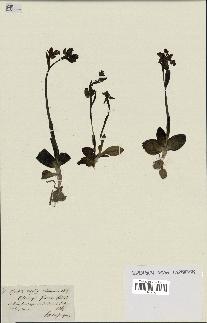 spécimen de Ophrys fusca