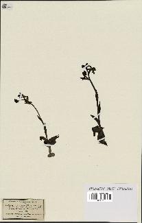 spécimen de Ophrys fusca