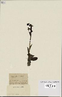spécimen de Ophrys fusca