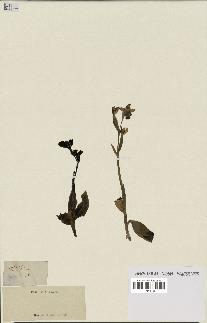 spécimen de Ophrys fusca