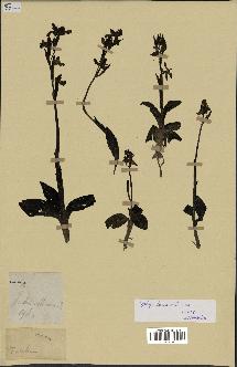 spécimen de Ophrys fusca