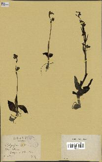 spécimen de Ophrys fusca