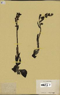 spécimen de Ophrys fusca