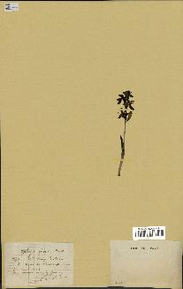 spécimen de Ophrys fusca