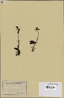 spécimen de Ophrys fusca