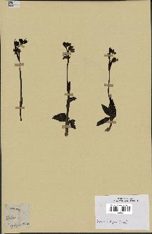 spécimen de Ophrys fusca