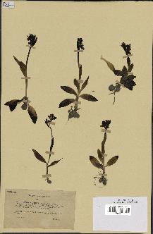 spécimen de Ophrys fusca