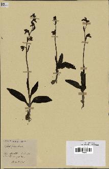 spécimen de Ophrys fusca