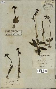 spécimen de Ophrys fusca