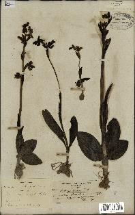 spécimen de Ophrys fusca