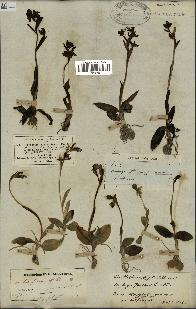 spécimen de Ophrys fusca