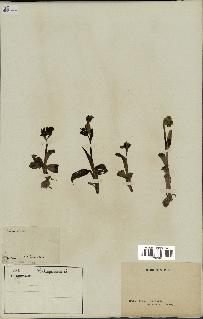 spécimen de Ophrys fusca