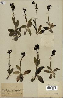 spécimen de Ophrys fusca