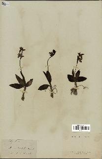 spécimen de Ophrys fusca