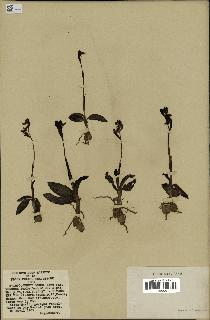 spécimen de Ophrys fusca