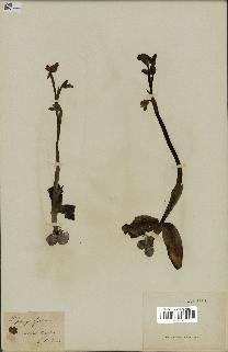 spécimen de Ophrys fusca
