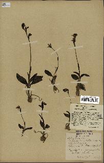 spécimen de Ophrys fusca