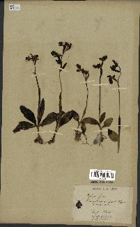 spécimen de Ophrys fusca