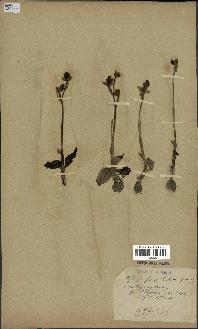 spécimen de Ophrys fusca