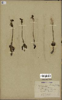 spécimen de Ophrys fusca