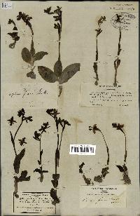 spécimen de Ophrys fusca