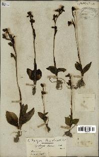 spécimen de Ophrys fusca