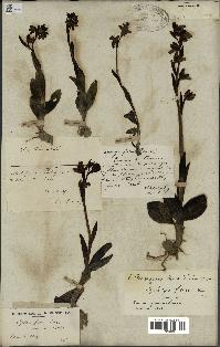 spécimen de Ophrys fusca