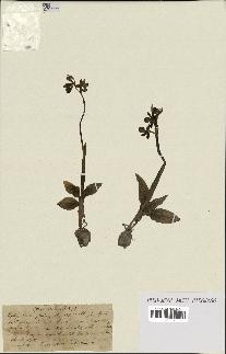 spécimen de Ophrys fusca