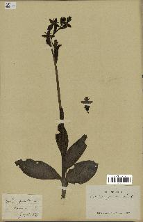 spécimen de Ophrys fusca